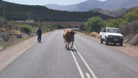 Cow in the road